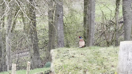 pheasant in rural garden in the morning