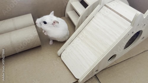 white hamster in his cardboard home