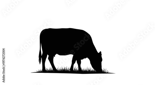 Silhouette of a cow grazing on grass with a white background isolated vector