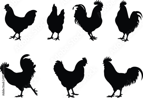 Rooster and chicken silhouettes collection, farm poultry birds vector set, black domestic fowl shapes, agriculture animal icons isolated