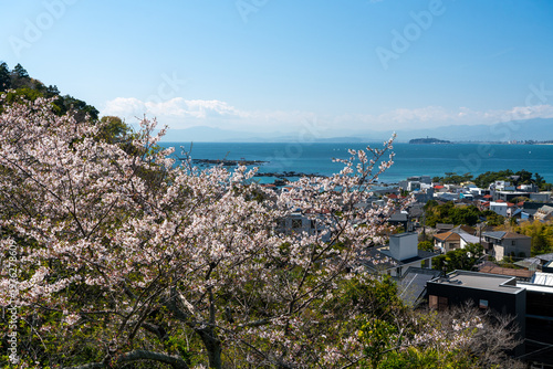 葉山町あじさい公園の桜と江ノ島の風景