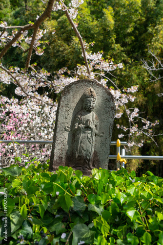 葉山町の石仏(地蔵)と桜