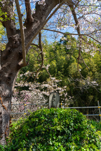 葉山町の石仏(地蔵)と桜