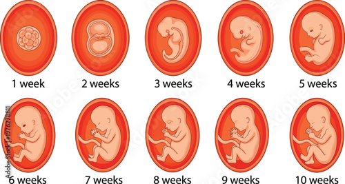 Human fetal development stages from one to ten weeks showing embryo growth and pregnancy progress