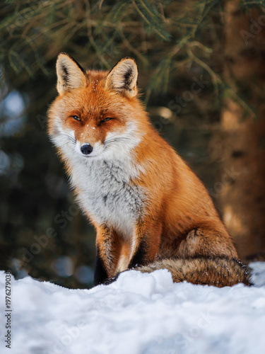 Red Fox Portrait Sitting in...