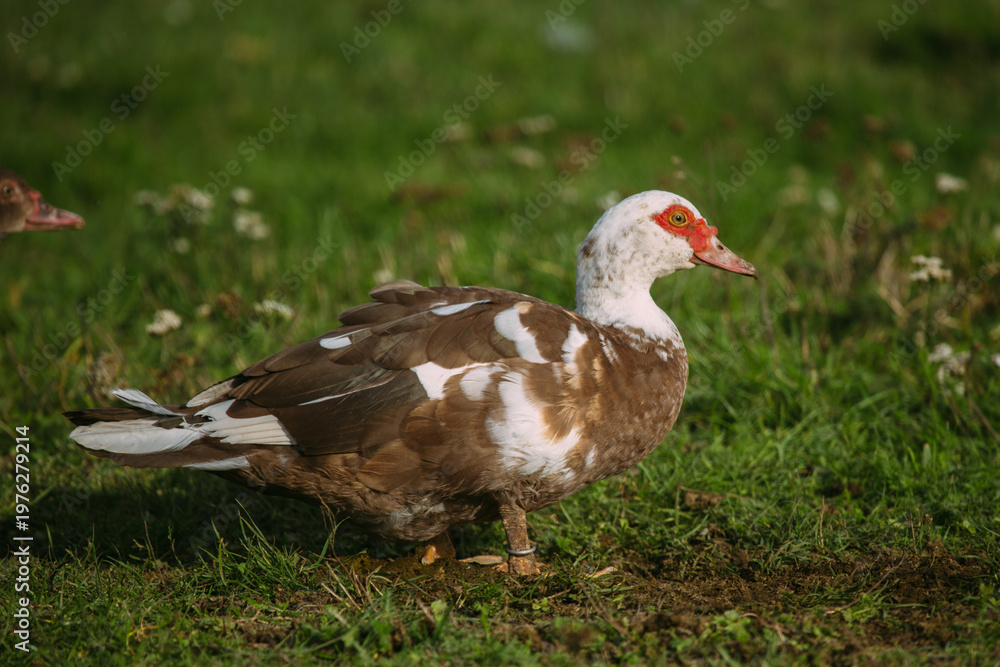 Obraz premium Muscovy duck walking on green grass