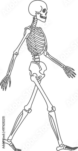 Anatomical illustration of a human skeleton walking in a bipedal stance Vector