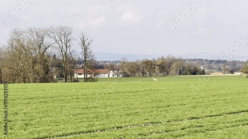 deer on agricultural field in spring