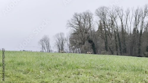 deer on agricultural field in spring
