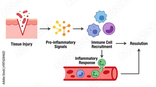 Educational flat illustration of inflammation process showing tissue injury, signal pathway, and immune cell recruitment. clean, simple medical design with bright colors