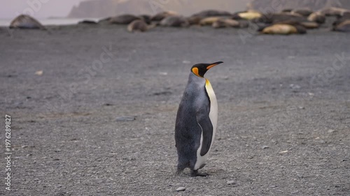 A lone king penguin walks across a rocky beach in South Georgia while elephant seals rest in the background, creating a calm wildlife scene in a remote subantarctic coastal environment.