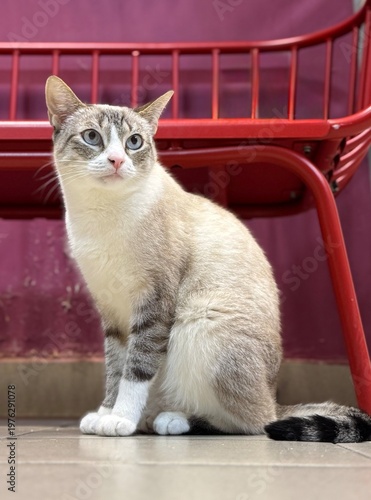  light-colored cat with blue eyes sits on the floor next to a red bench. Selective focus