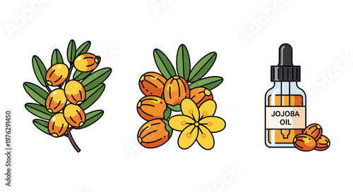 yellow kukui nuts with leaves and oil bottle flat lay illustration