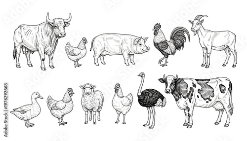 Set of Hand-Drawn Farm Animals: Cow, Chicken, Pig, Rooster, Goat, Duck, Sheep, Ostrich, and More for Agricultural and Livestock-Themed Designs