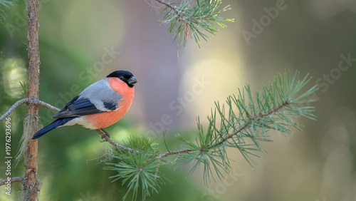 Male bullfinch is perched on a branch surrounded by green leaves. The background has soft light filtering through trees