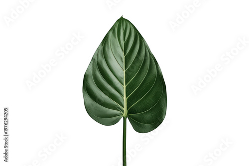 Green tropical leaf with visible veins isolated on transparent background for nature and botanical concepts