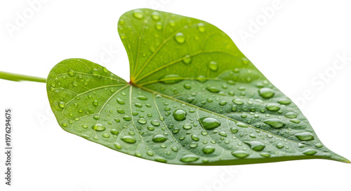 Close-up of a vibrant green leaf glistening with water droplets.