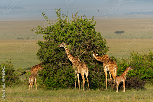 Giraffe walking and searching for food on the plains of the Masai Mara National Reserve in Kenya