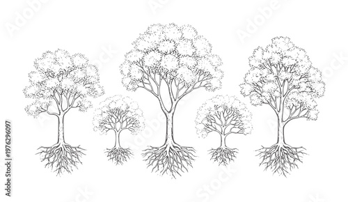 Five ink of trees with visible root systems roots nature botanical