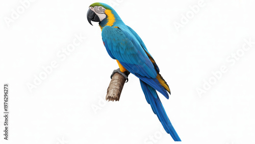 A vibrant blue and yellow macaw perched gracefully with its wings slightly spread Vector