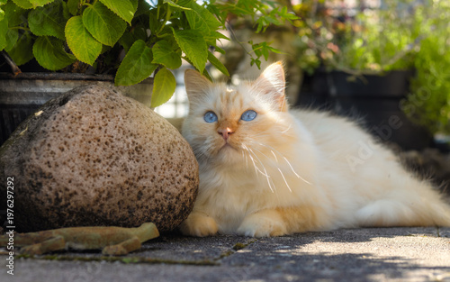 Birman cat with bright blue eyes sitting under a shrub and next to a rock