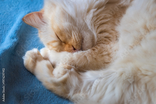 White fluffy cat curled up in a ball on a blue blanket