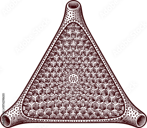 Triangle Radiolarian Honeycomb Engraved Vector