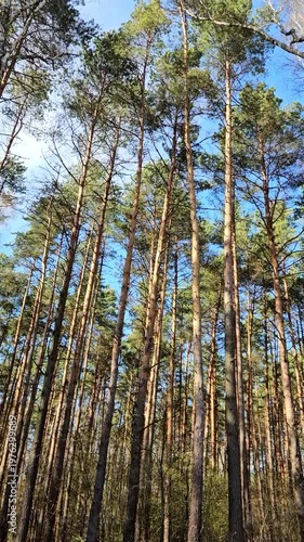 pine trees in the forest. sun shines above pines tree forest