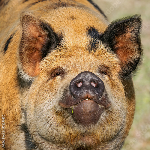 Closeup of a cute a ginger and black Kunekune pig 