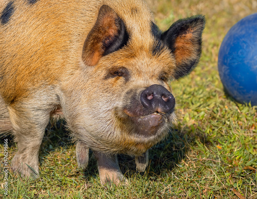Kunekune pig on a pasture next to a blue ball