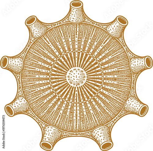 Golden Radiolarian Nine Spine Gear Engraved Vector