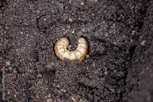 Cuadro en lienzo Close view of a beetle larva in soil, showing insect grub in garden ground envir