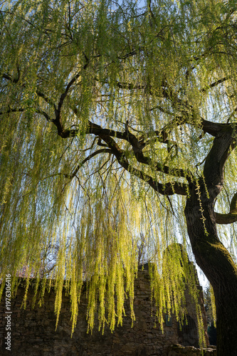 A tree with an old stone ruin in a park