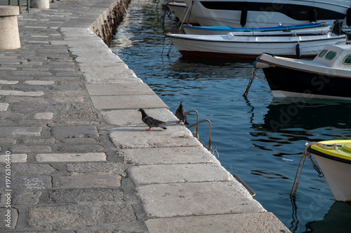 Two pigeons at the harbor with boats in the water
