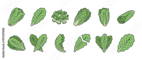 Various forms of fresh green lettuce, including whole heads, individual leaves, and chopped pieces, in a detailed vector illustration.