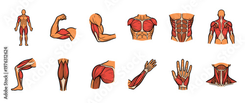 Detailed human muscle anatomy illustrations showcasing various body parts and their muscular structures for educational and medical purposes.