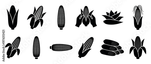 Corn cobs vector icon set showing various forms of the popular grain, including peeled and unpeeled ears.