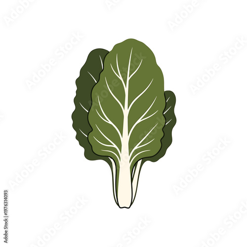 Flat Illustration of Green Bok Choy Isolated on White