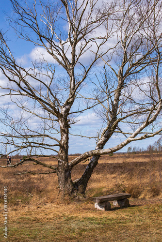 Silver Birch, Also Known as Sand Birch