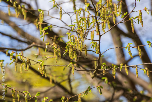 Blooming Branches of European Hornbeam (Carpinus betulus) in Spring