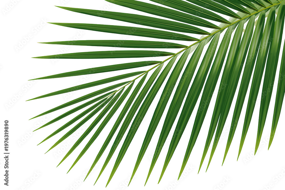 Fototapeta premium Green palm leaf frond isolated on a transparent background, creating a tropical summer nature design element