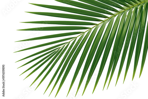 Green palm leaf frond isolated on a transparent background, creating a tropical summer nature design element