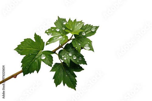 Green branch with fresh leaves covered in many water drops, representing nature, growth, freshness, and environmental concepts. Transparent background