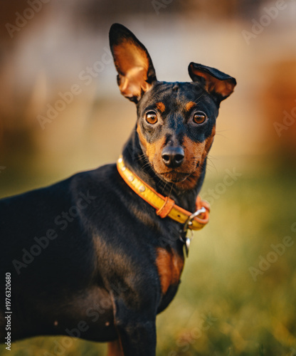 Foto Charming miniature pinscher with its glossy black and tan fur gazes directly at the camera in a verdant outdoor scene, its perky ears illuminated by soft light, creating a lovely natural portrait