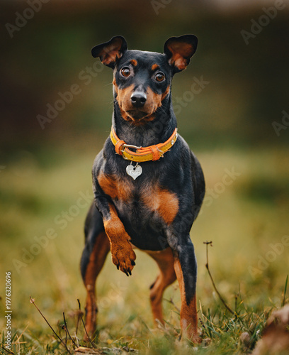 A captivating portrait of a Miniature Pinscher standing tall in a field with green grass, its keen eyes and perky ears on full display, showcasing its distinctive coat and orange collar.