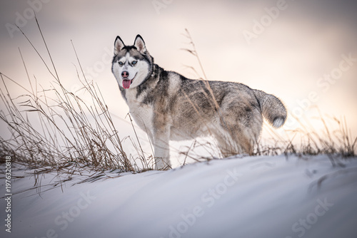 Photography A beautiful Siberian Husky stands in a winter landscape with snow at sunset, its tongue playfully sticking out, capturing a tranquil and picturesque scene in the soft, warm light, outdoors