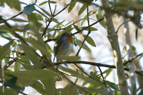 European robin (Erithacus rubecula) sitting on a tree branch in Zurich, Switzerland
