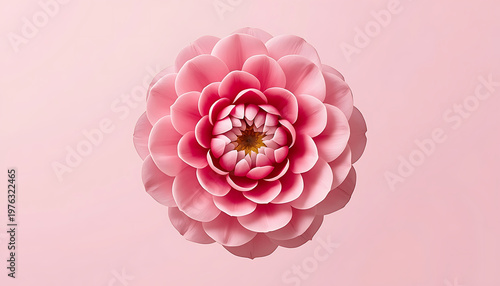 Pink dahlia flower on a pink background. 3d rendering