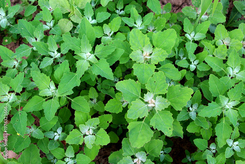 Lamb's quarters (Chenopodium album) grows in nature