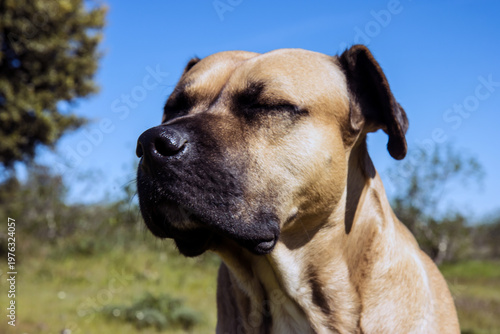 hund alano español